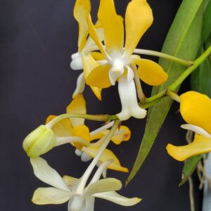 20250818_151956-R-300x300 Vanda denisoniana x Vanda falcata