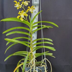 20250818_152310-r-300x300 Vanda tessellata alba x Christensoniana vietnamica