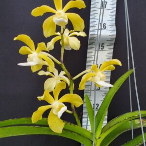 20250818_152314-R-300x300 Vanda tessellata alba x Christensoniana vietnamica