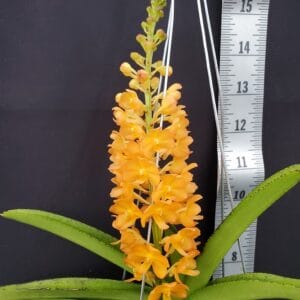 20250820_144814-R-300x300 Vandachostylis Ladda Gold Yellow