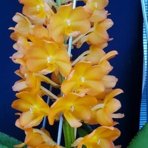 20250820_144824-R-300x300 Vandachostylis Ladda Gold Yellow