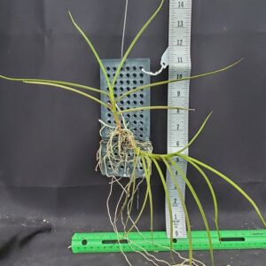 20250820_151811-r-300x300 Luisia thailandica x Vanda falcata 20250820_151811-r-300x300 Luisia thailandica x Vanda falcata