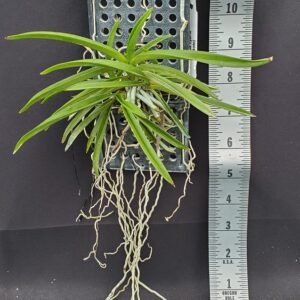 20250820_152159-R-300x300 Vanda falcata Koto