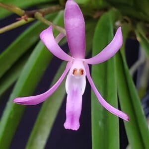 20250820_152855-R-300x300 Vanda falcata Koto