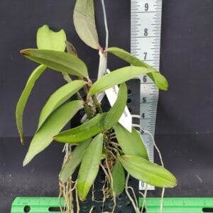 20250820_153323-r-300x300 Cattleya Peckaviensis