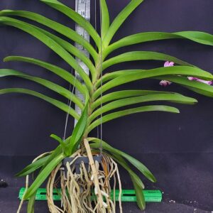 20250820_154344-R-300x300 Rhynchostylis coelestis Pink x Aerides magnifica