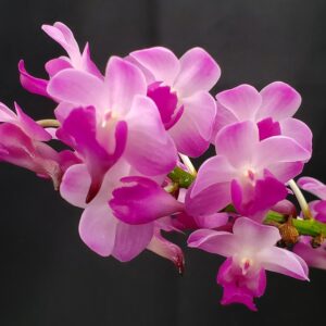 20250820_154416-R-300x300 Rhynchostylis coelestis Pink x Aerides magnifica