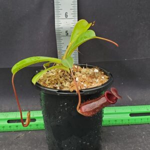 20250821_115607-r-300x300 Nepenthes lowii x ventricosa red 20250821_115607-r-300x300 Nepenthes lowii x ventricosa red