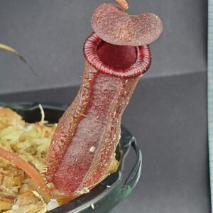20250821_165950-r-300x300 Nepenthes lowii x ventricosa red 20250821_165950-r-300x300 Nepenthes lowii x ventricosa red