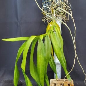 20250822_165611-R-300x300 Aerides falcata x A. flabellata 20250822_165611-R-300x300 Aerides falcata x A. flabellata