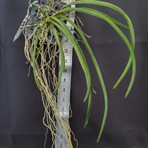 20250822_170122-r-300x300 Vanda falcata x Paraphalaenopsis labukensis