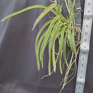 20250822_170329-R-300x300 V. denisoniana x Neofinetia) x Asco curvifolium