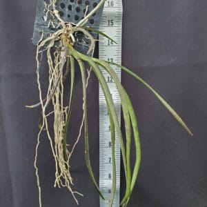 20250825_145412-R-300x300 Darwinara Charm 'Blue star' x Paraphalaenopsis laycockii 20250825_145412-R-300x300 Darwinara Charm 'Blue star' x Paraphalaenopsis laycockii