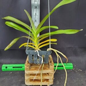 20250825_145700-R-300x300 Vanda kagawara Sandy Gold