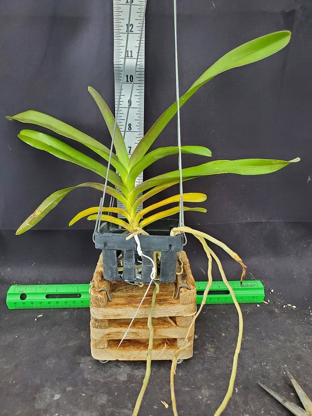Vanda kagawara Sandy Gold – Bergen Water Gardens, Lotus Paradise