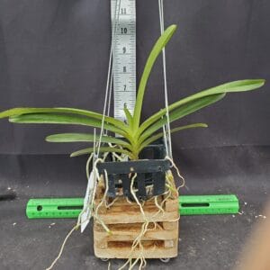 20250825_150048-R-300x300 Staurochilus gibbosicalcar x Ascocentrum miniatum