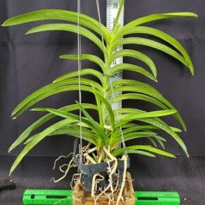 20250825_150517-r-300x300 (Vanda falcata x V. denisoniana) x Vanda Mimi Palmer 20250825_150517-r-300x300 (Vanda falcata x V. denisoniana) x Vanda Mimi Palmer