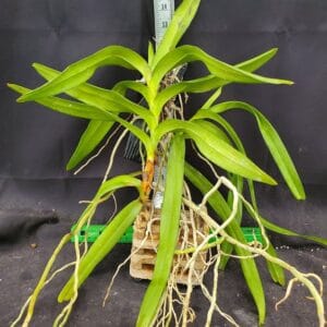 20250825_1619421-R-300x300 Aerides odorata alba 20250825_1619421-R-300x300 Aerides odorata alba