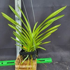 20250825_162613-R-300x300 Vanda lombokensis