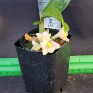 20250827_192835-R-300x300 Dendrobium laevifolium x sib var aureum