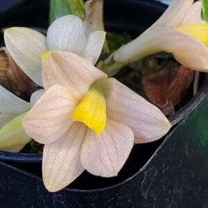 20250827_192843-r-300x300 Dendrobium laevifolium x sib var aureum