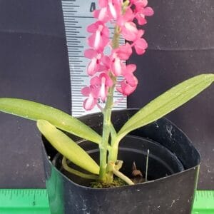 20250827_192950-r-300x300 Dyakia hendersoniana x sib 20250827_192950-r-300x300 Dyakia hendersoniana x sib