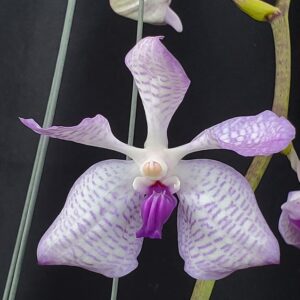 20250908_143412-R-300x300 Vanda coerulea Laos x sib