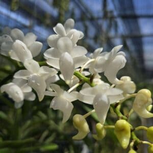 2zjyn1Zx-R-300x300 Aerides odorata alba 2zjyn1Zx-R-300x300 Aerides odorata alba