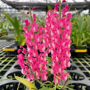 476382677_1114553440681631_2005039722819256853_n-RRR-300x300 Dyakia hendersoniana x sib 476382677_1114553440681631_2005039722819256853_n-RRR-300x300 Dyakia hendersoniana x sib