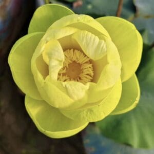 IMG_1428-300x300 03-Jin Fu Wa Lotus - New and One of lovely yellow bowl lotus-Shipping in Spring!