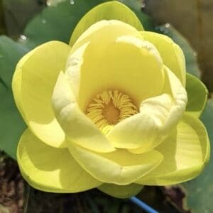 IMG_2203-300x300 03-Jin Fu Wa Lotus - New and One of lovely yellow bowl lotus-Shipping in Spring!