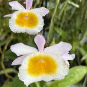 IMG_2554-R-300x300 Dendrobium primulinum Laos