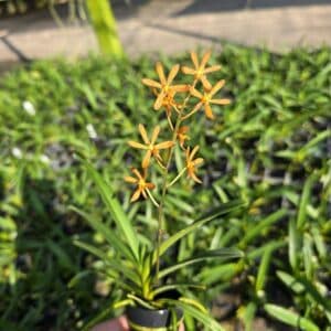 K3Qtj0E7-R-300x300 Staurochilus gibbosicalcar x Ascocentrum miniatum