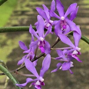 S_7SvzA-RR-300x300 Darwinara Charm 'Blue star' x Paraphalaenopsis laycockii S_7SvzA-RR-300x300 Darwinara Charm 'Blue star' x Paraphalaenopsis laycockii