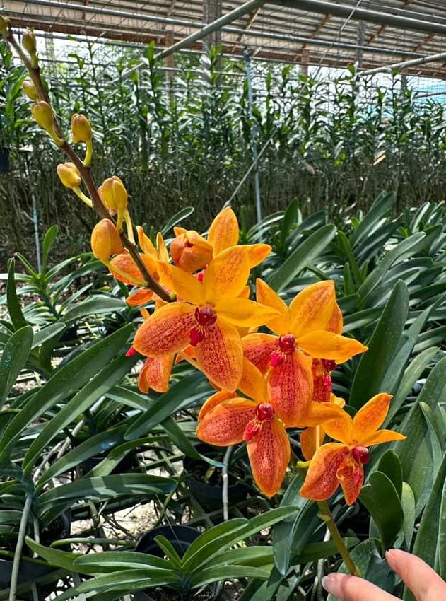 Vanda kagawara Sandy Gold – Bergen Water Gardens, Lotus Paradise