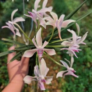 dNu2oNxt-R-300x300 Vanda falcata x Paraphalaenopsis labukensis