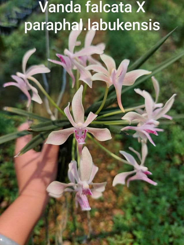 Vanda falcata x Paraphalaenopsis labukensis – Bergen Water Gardens