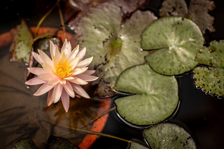 gAWXa2r0-RR LotusFest 2025 ReCap gAWXa2r0-RR LotusFest 2025 ReCap