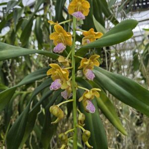 hXNyArDQ-R-300x300 Aerides falcata x A. flabellata hXNyArDQ-R-300x300 Aerides falcata x A. flabellata