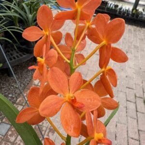 image120-R-300x300 Renantanda Jairak Orange