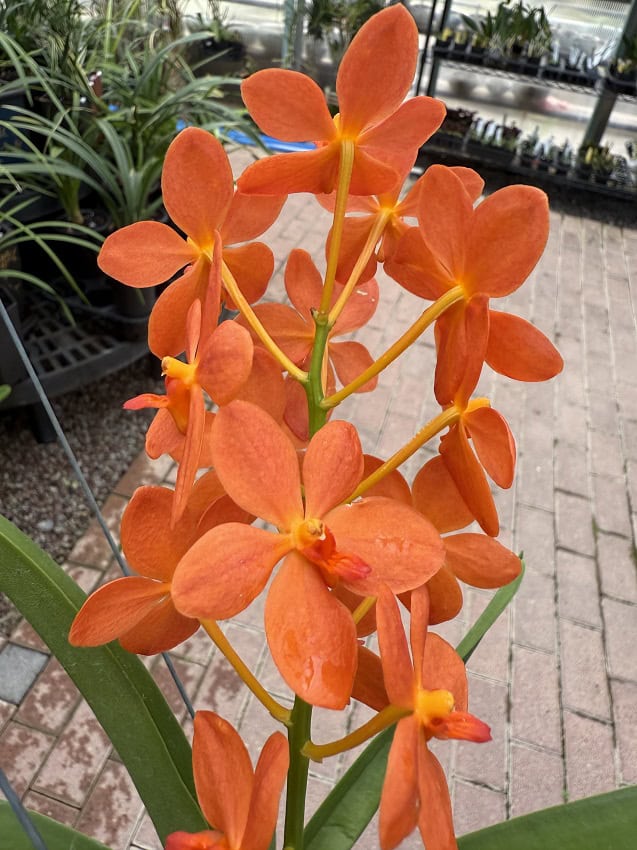 Renantanda Jairak Orange – Bergen Water Gardens, Lotus Paradise
