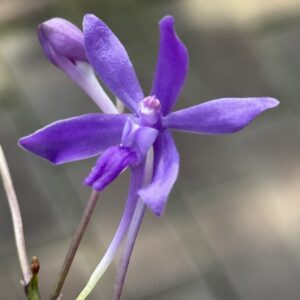 image410-R-300x300 Vandachostylis Charm 'Blue Star'