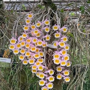 jf18JCdi-RR-300x300 Dendrobium primulinum Laos