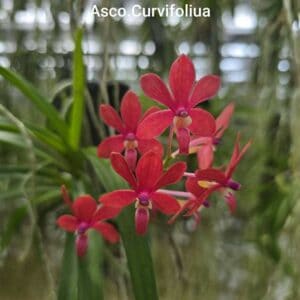 mmrby3me-R-300x300 V. denisoniana x Neofinetia) x Asco curvifolium