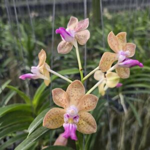 rAl-1AjD-r-300x300 (Vanda falcata x V. denisoniana) x Vanda Mimi Palmer rAl-1AjD-r-300x300 (Vanda falcata x V. denisoniana) x Vanda Mimi Palmer