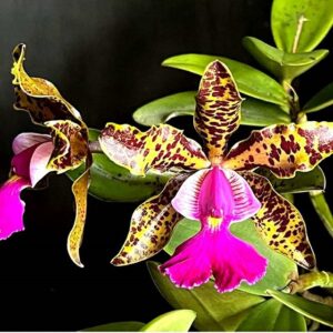 yySaS7a-R-300x300 Cattleya Peckaviensis