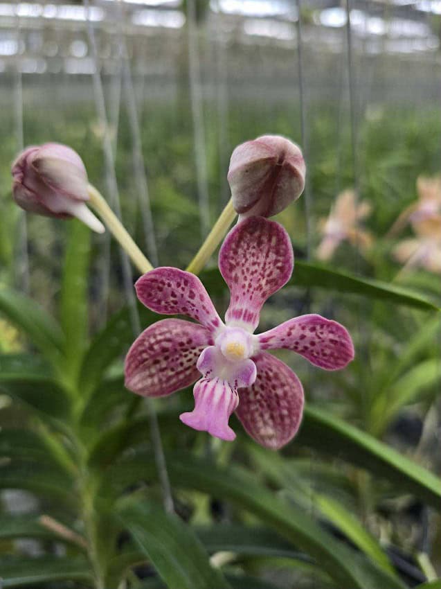 エヴィドンスドゥポーテラキュア　エクラアンテンスＰＦ Vanda falcata x V. denisoniana) x Vanda Mimi Palmer – Bergen Water
