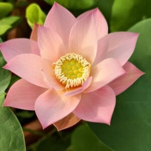 36d6e0c981f919ac943ea8cae77c1736-300x300 04-Mufeng Jinshu Lotus - New and One of Amazing lotus! All ship in spring