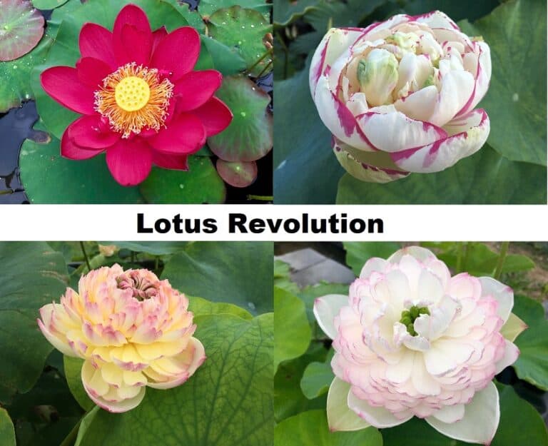 LR-2-768x625 Lotus Revolution