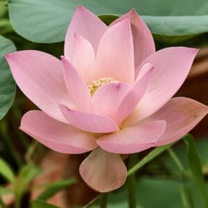 c4bfc4b04771462545361801a273c1c7-300x300 04-Mufeng Jinshu Lotus - New and One of Amazing lotus! All ship in spring